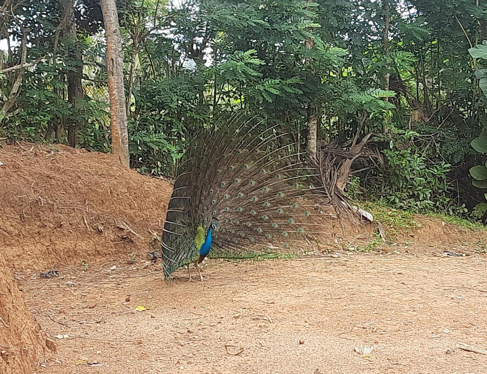 Coco Mount Residence - Hiriketiya Dikwella Sur Exterior foto
